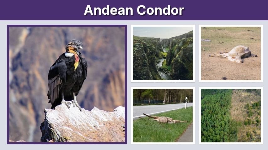 Andean Condor: Size, Wingspan, Habitat, Diet, and Facts