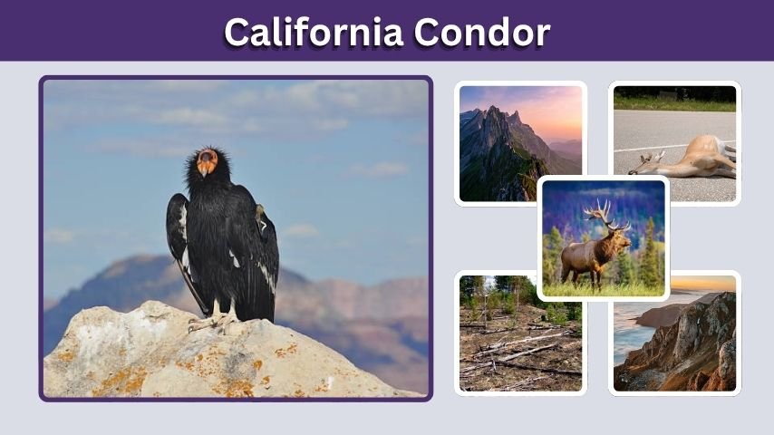 California Condor: Size, Wingspan, Habitat, and Facts