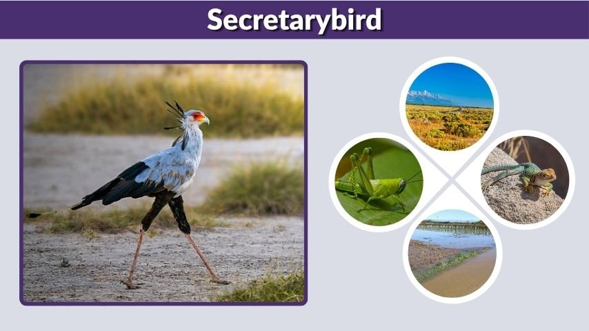 Secretarybird: Size, Habitat, Diet, Snake Hunting, and Facts