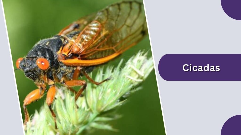 Cicadas