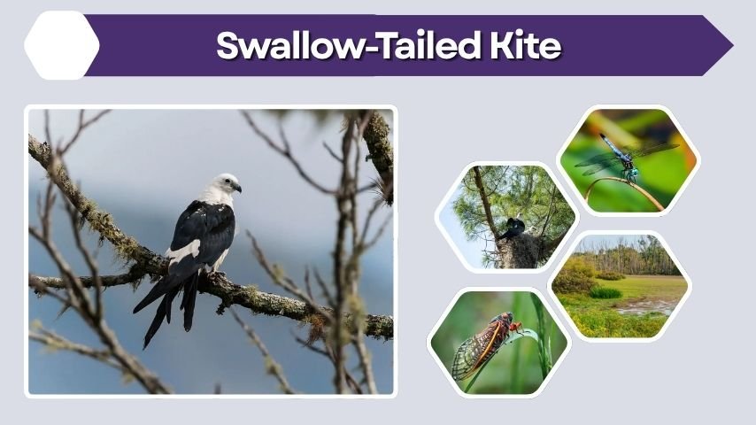 Swallow-Tailed Kite: Facts, Range, Diet, and Meaning