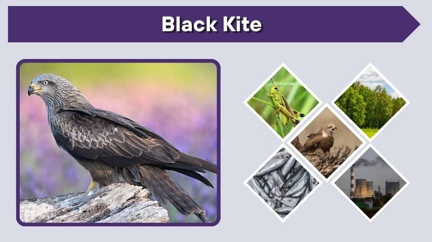 Black Kite: Identification, Diet, Range, and Facts