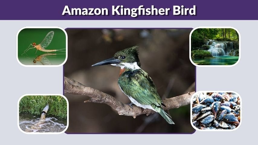 Amazon Kingfisher Bird: Facts, Habitat, Diet, and Range
