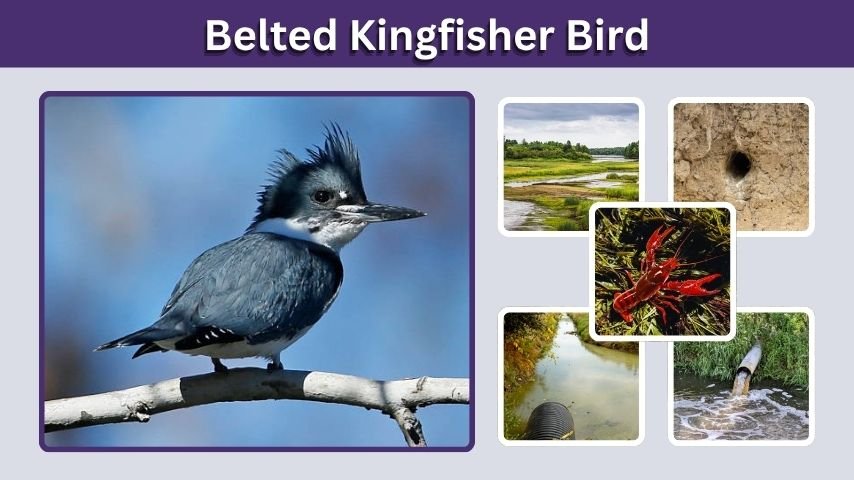 Belted Kingfisher Bird: Call, Diet, Nest, and Facts