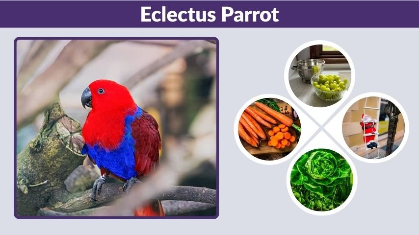 Eclectus Parrot Guide: Lifespan, Diet, Size & Care