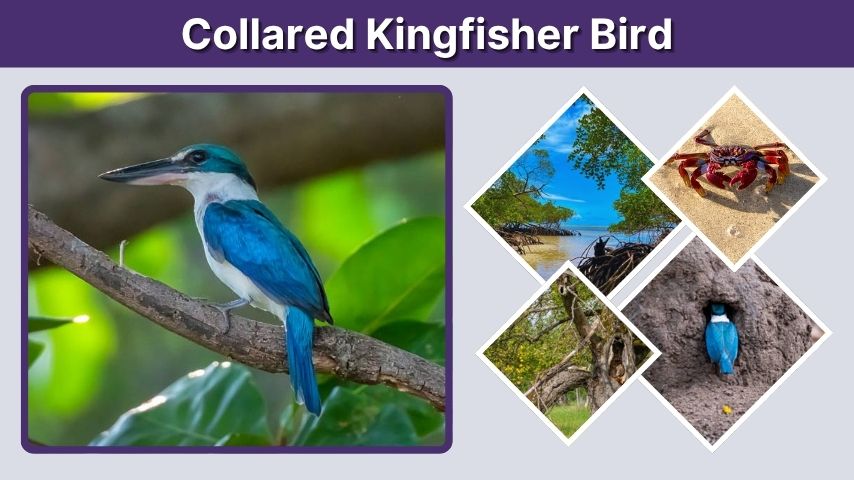 Collared Kingfisher Bird: Habitat, Diet, and Facts
