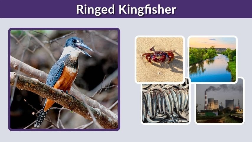 Ringed Kingfisher: Range, Call, Size, and Facts