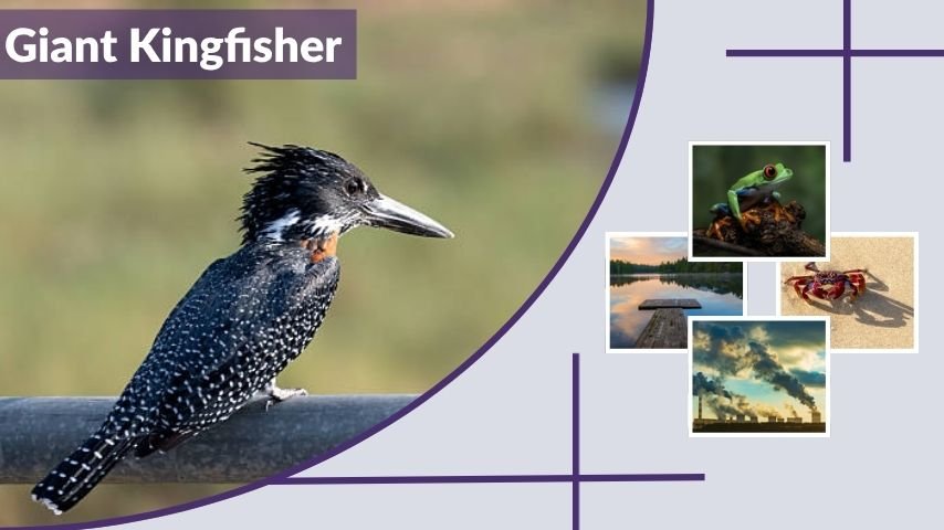 Giant Kingfisher: Size, Habitat, Call, and Facts