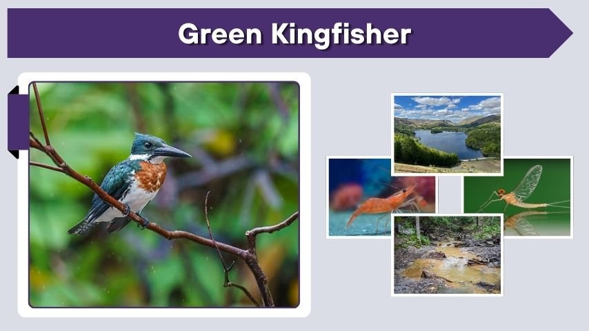 Green Kingfisher: Range, Call, Size, and Facts