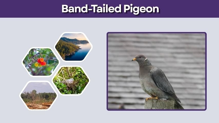 Band-Tailed Pigeon: Size, Range, Diet, Call and Facts