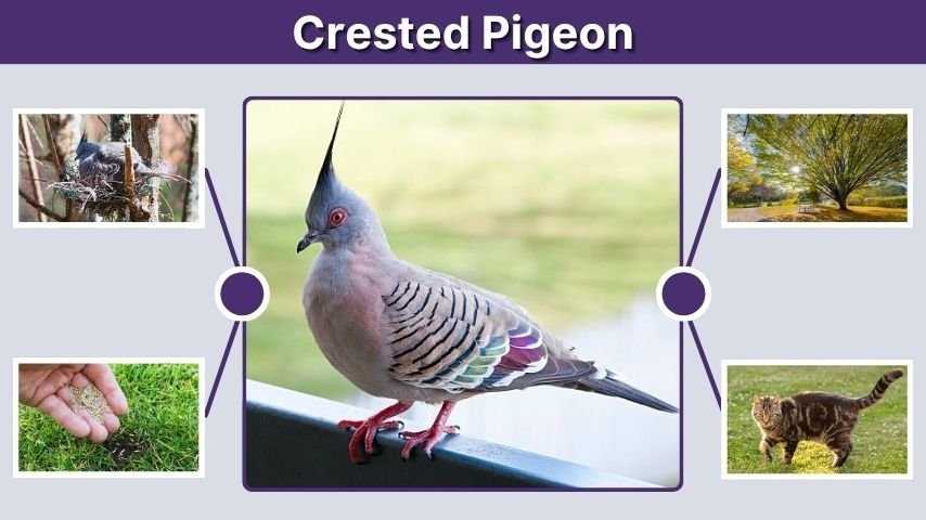 Crested Pigeon: Facts, Call, Diet, Habitat, and Care
