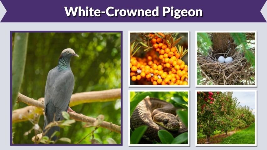 White-Crowned Pigeon: Facts, Diet, Call, and Range