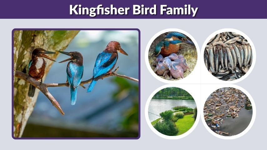 Kingfisher Bird Family: Species, Habitat, Behavior, and Facts