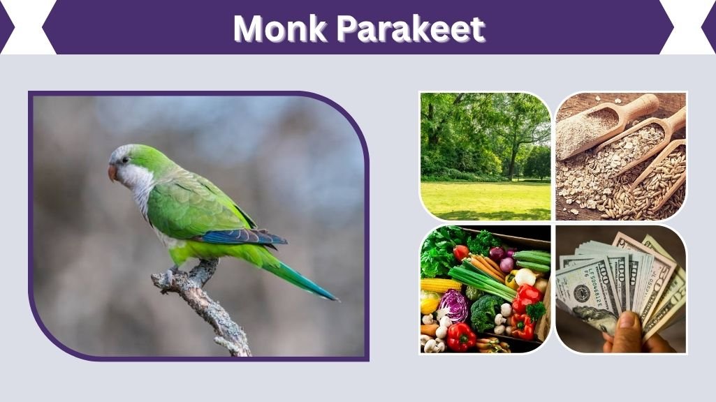 Monk Parakeet: Care, Habitat, Diet, Lifespan & Facts