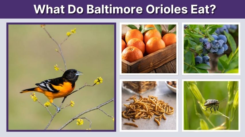 What Do Baltimore Orioles Eat? Feeding Guide