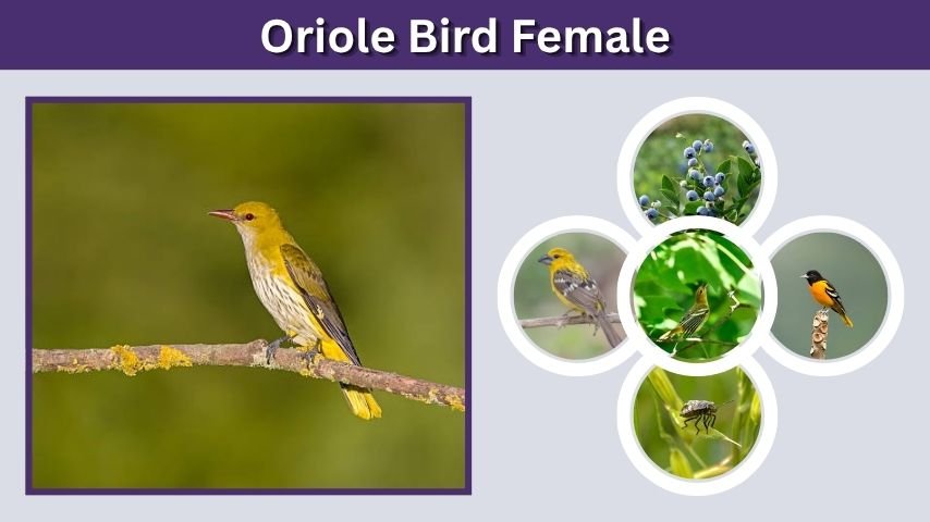 Oriole Bird Female: What Does a Female Oriole Look Like?