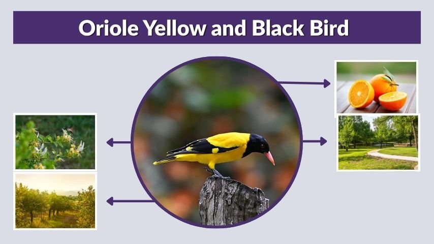 Oriole Yellow and Black Bird: Identification Guide