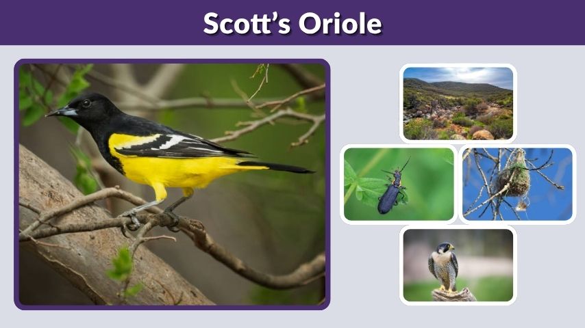 Scott’s Oriole: Range, Call, Habitat, Female ID, and Facts