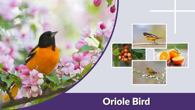 What Does an Oriole Bird Look Like? Easy ID Guide