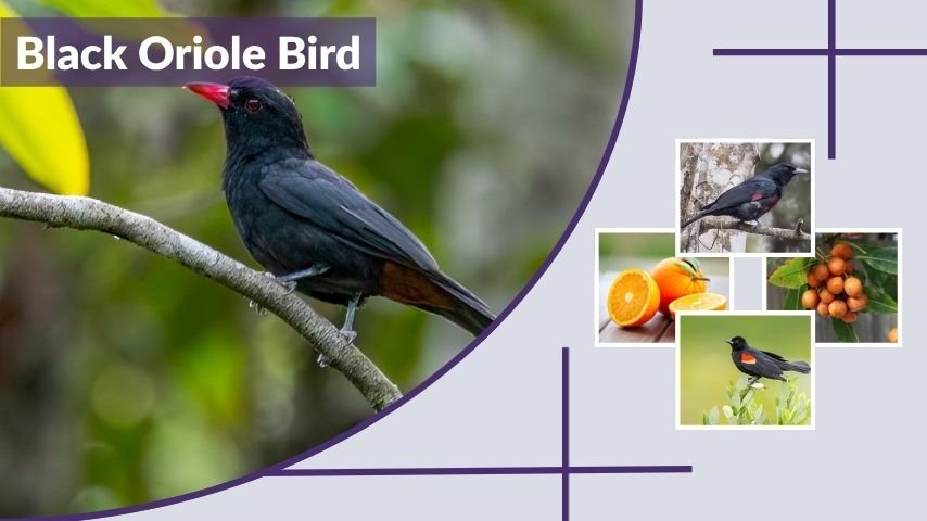 Black Oriole Bird: How to Identify Black, Yellow, and Orange Types