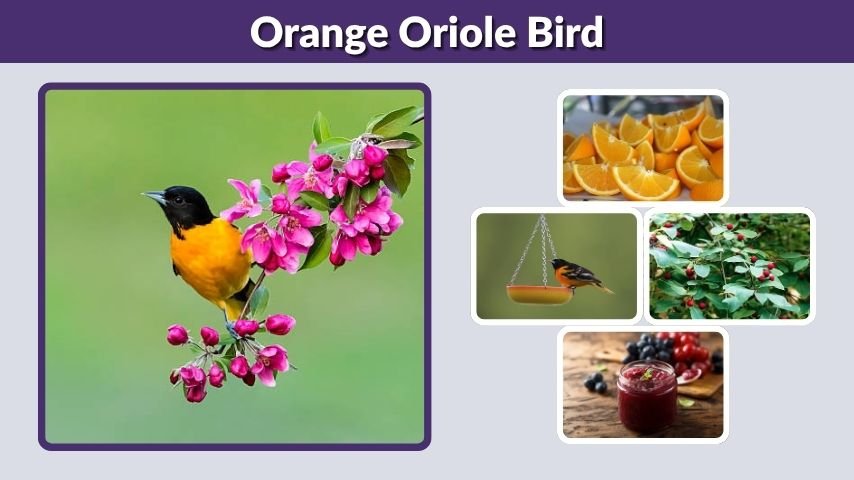 Orange Oriole Bird: Identification, Food, and Feeders