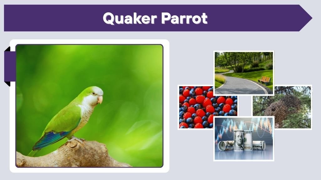 Quaker Parrot: Care, Lifespan, Diet & Facts