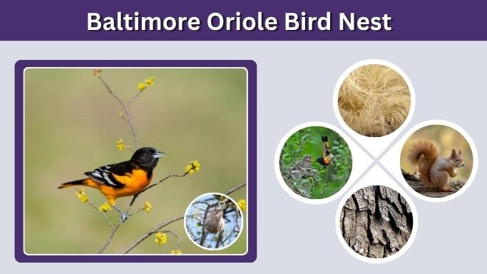 Baltimore Oriole Bird Nest: Look, Location, and Habits