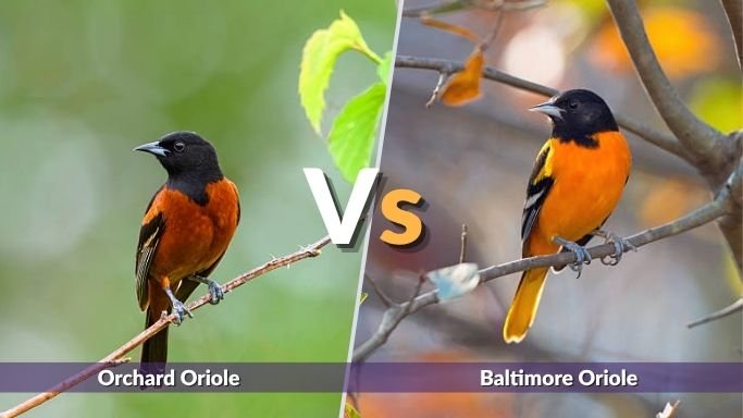 Orchard Oriole vs Baltimore Oriole: Key Differences