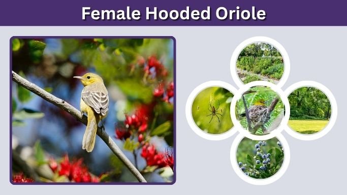 Female Hooded Oriole: Identification, Call, Nest, and Behavior