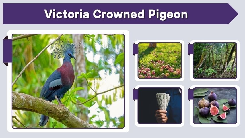Victoria Crowned Pigeon: Size, Habitat, Diet, and Facts