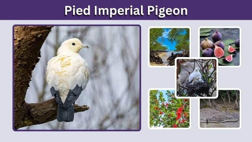Pied Imperial Pigeon: Habitat, Diet, Call, and Facts