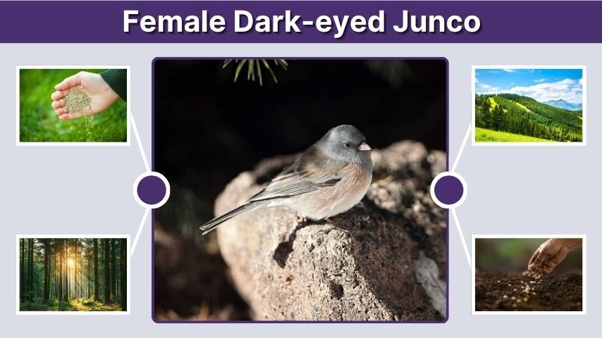 Female Dark-eyed Junco: Identification, Male Differences, and Habitat