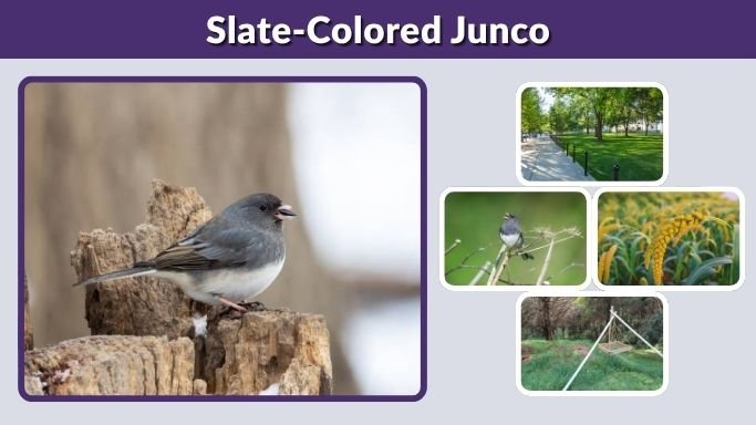 Slate-Colored Junco: Identification, Habitat, Diet, and Facts