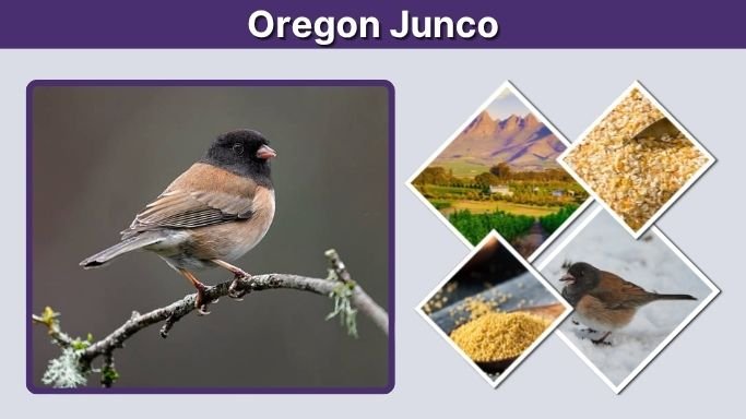 Oregon Junco: Identification, Habitat, Diet, Nest, and Facts