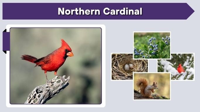 Northern Cardinal: Identification, Habitat, Diet, Song & Facts
