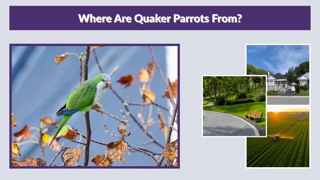 Where Are Quaker Parrots From?