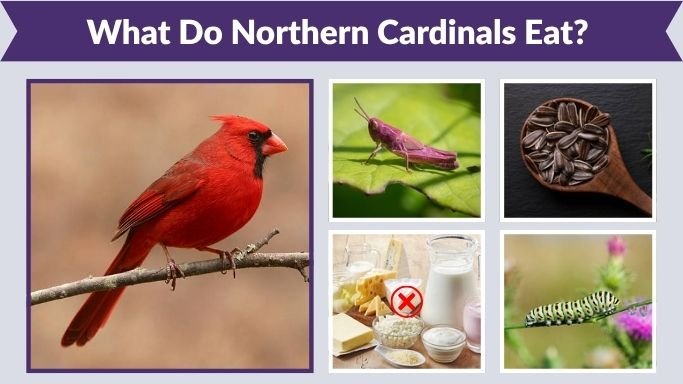 What Do Northern Cardinals Eat? 10 Favourite Foods