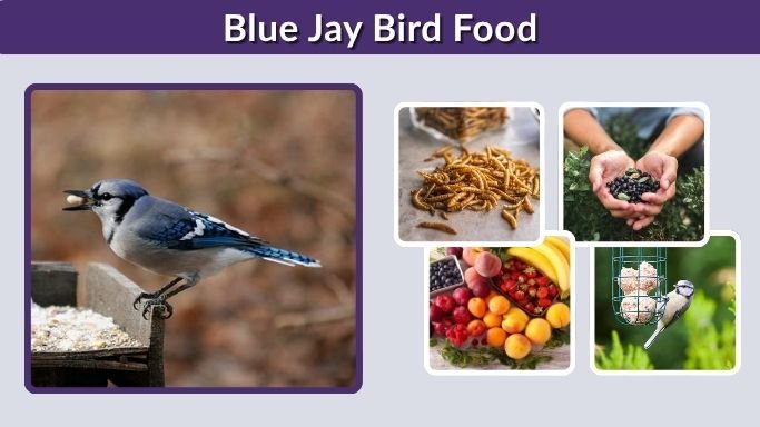 Blue Jay Bird Food: 10 Best Foods Blue Jays Eat