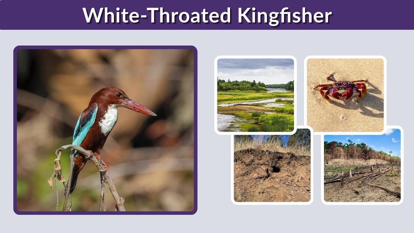White-Throated Kingfisher: Habitat, Diet, Call, and Facts