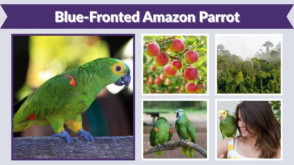 Blue-Fronted Amazon Parrot: Care, Lifespan & Facts