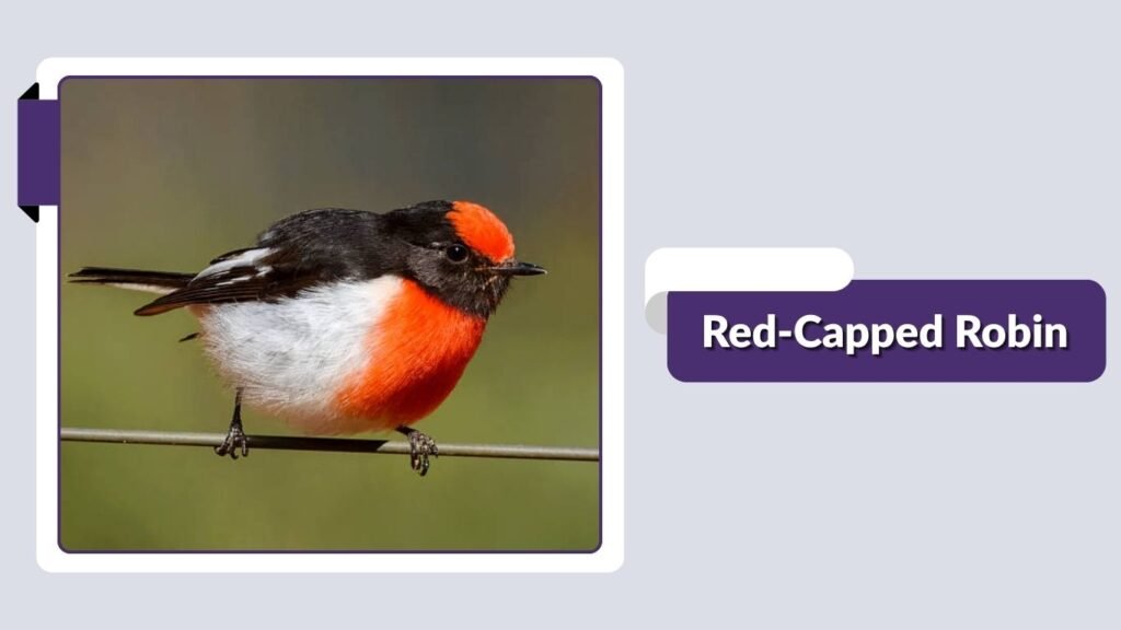 Red-Capped Robin