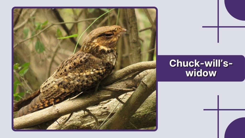 Chuck-will’s-widow
