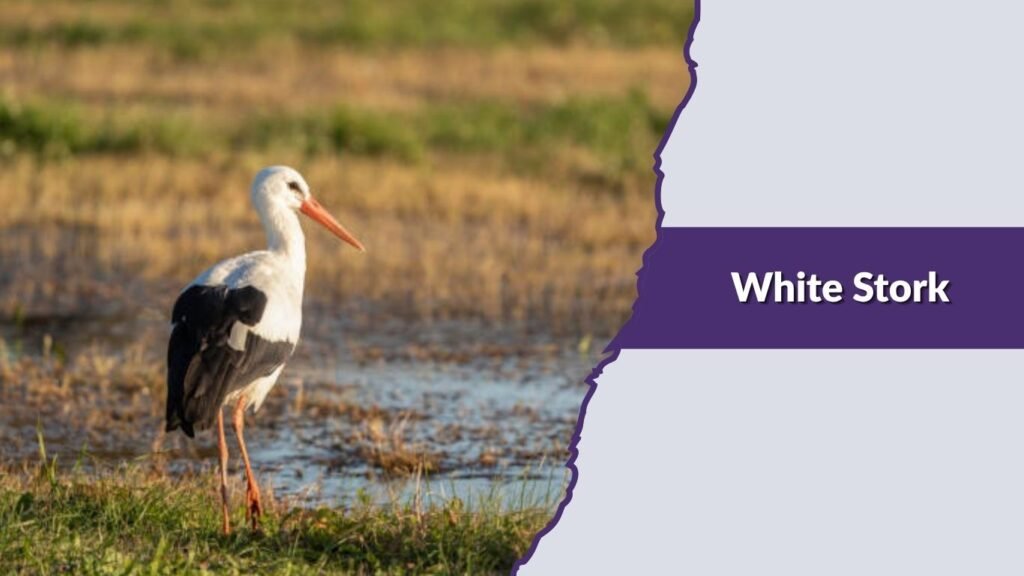 White Stork