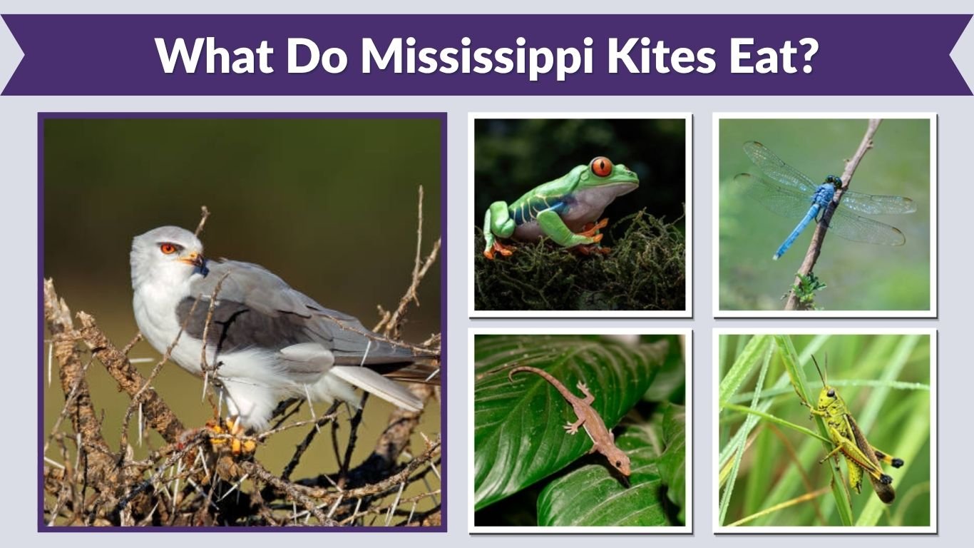 What Do Mississippi Kites Eat? 9 Common Foods They Like to Eat