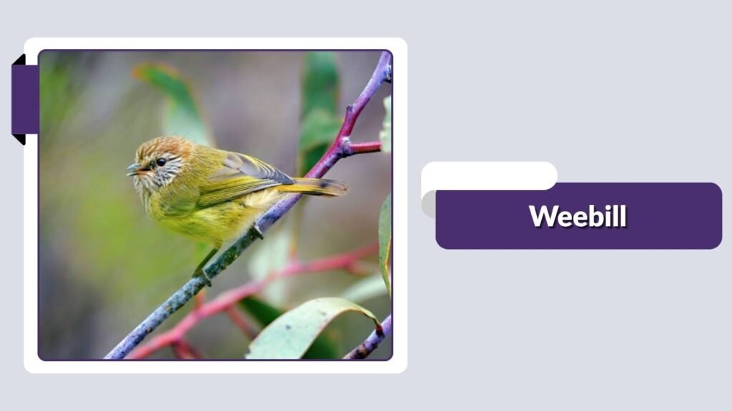 Weebill