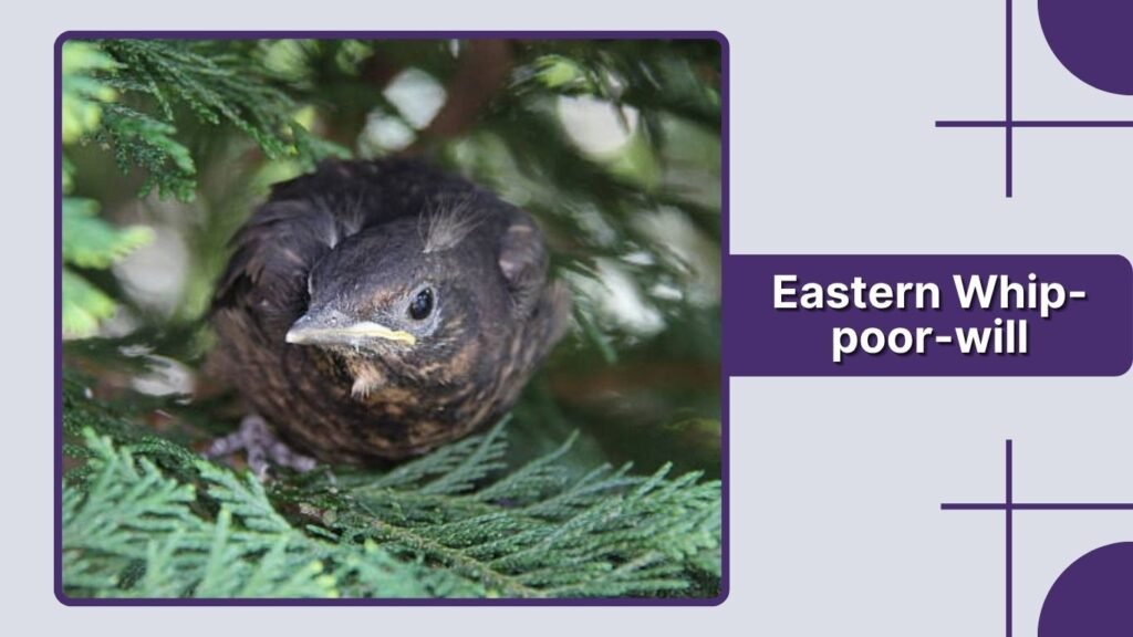 Eastern Whip-poor-will