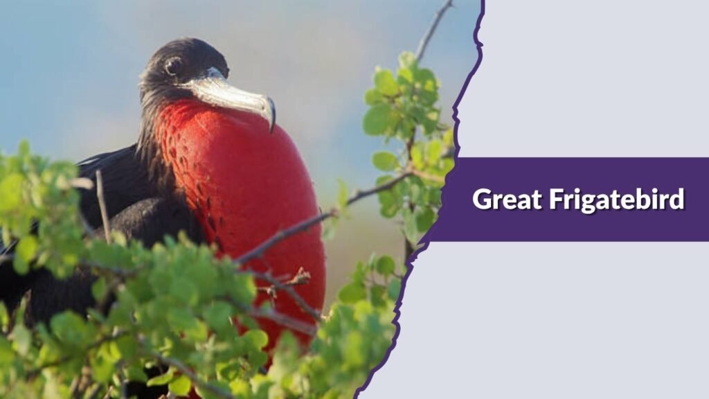  Great Frigatebird