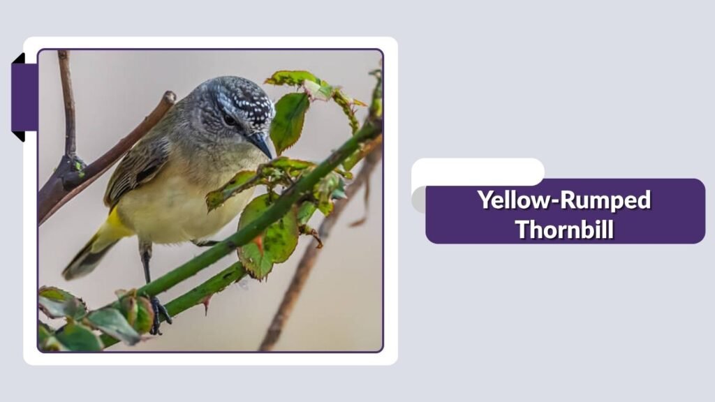 Yellow-Rumped Thornbill