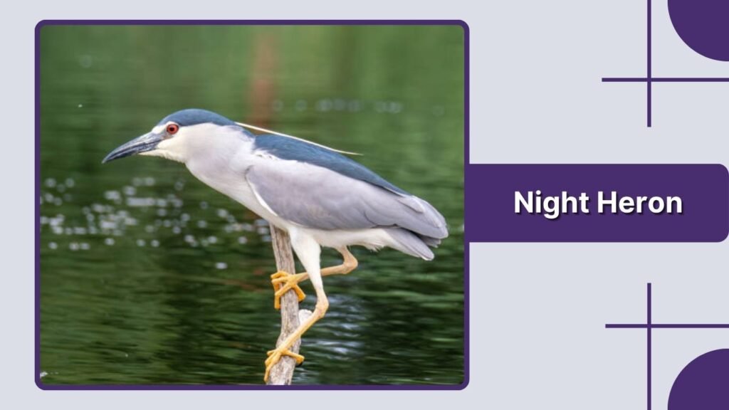  Night Heron