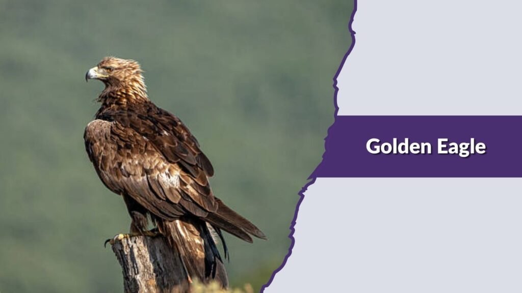 Golden Eagle